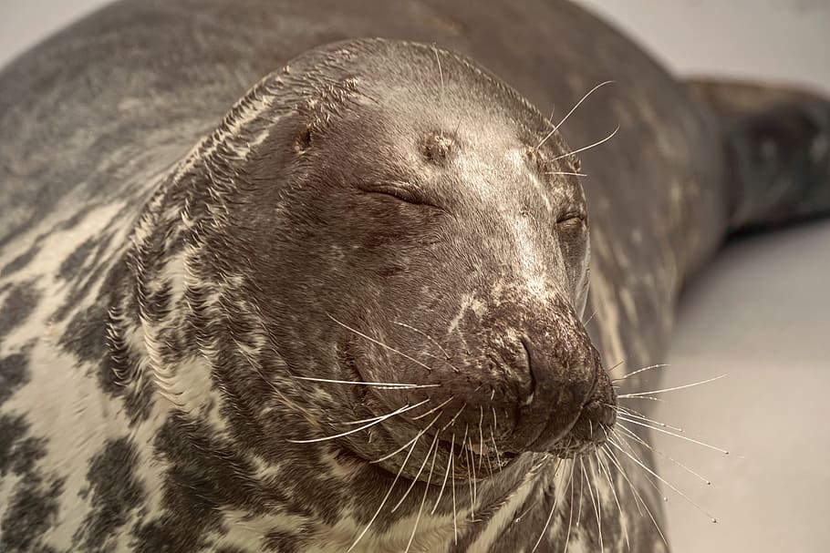foca, sigillo di cane, ritratto animale, meeresbewohner, Leone marino, viso, carina, creatura acquatica, rilassarsi, amichevole, sorriso, sorridere