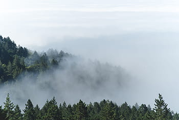 fog, foggy, forest, mist, rainforest, trees, woods