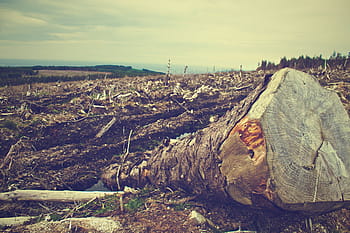 zavřít, fotografie, dřevo log, strom, protokoly, odlesňování, stromy, kůra, špína, půda, pole