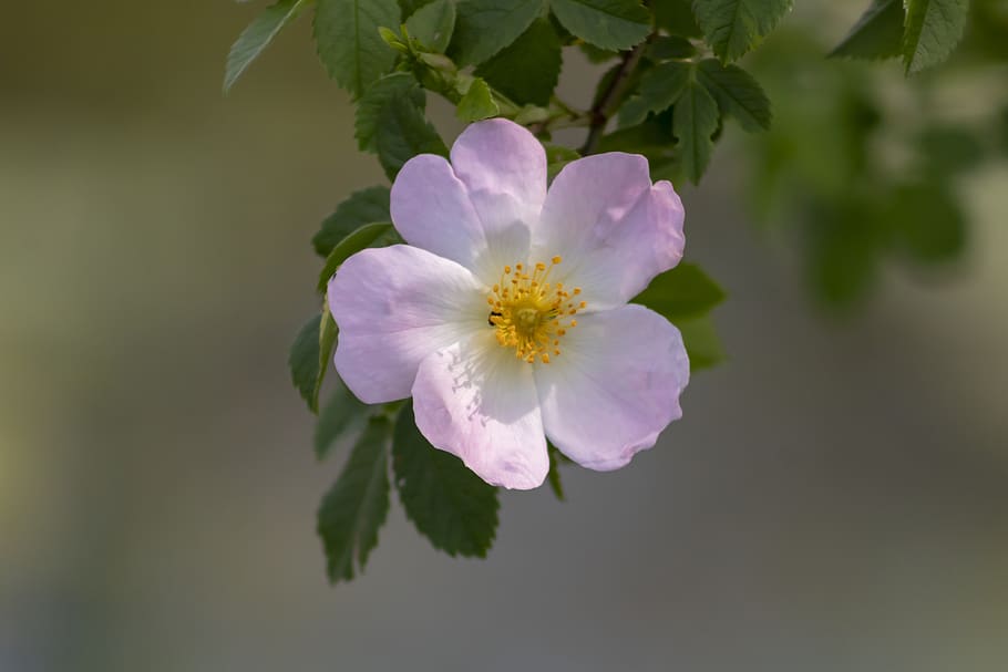 wildflower, brian, rose, roses, bloom, blooms at, flower, rosehips, pink, flowers, flora
