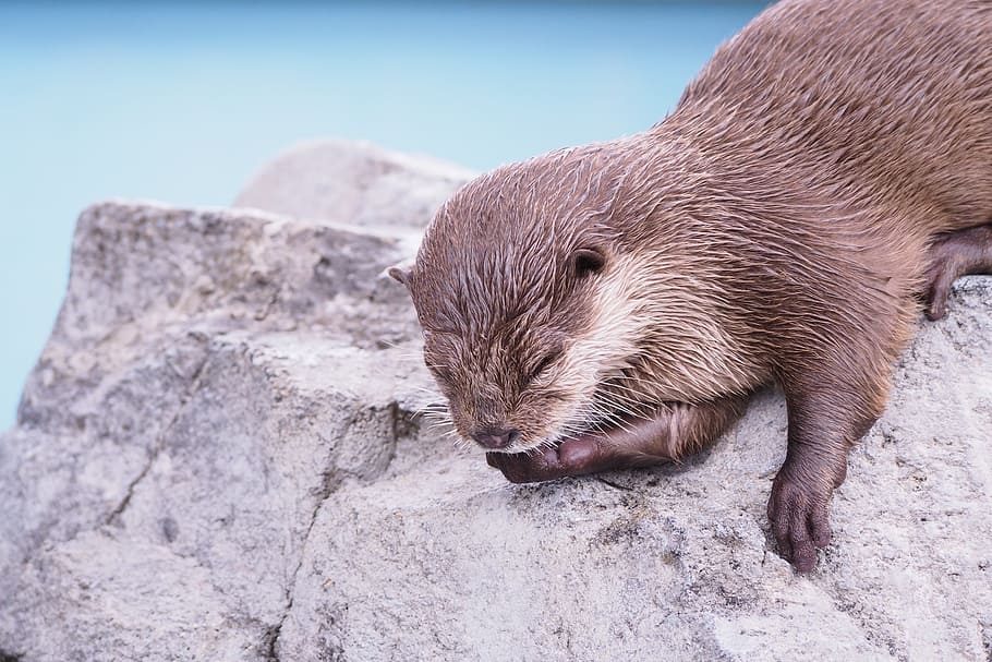 Otter, Animal, Cute, Animals, 川獺, cute animals, one animal, mammal, wildlife, nature, outdoors