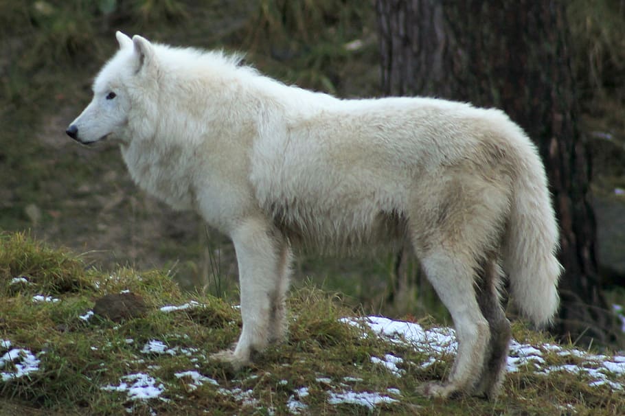 white fox, wolf, zoo, forest, canine, mammals, nature, white, carnivores, wild animal, animal