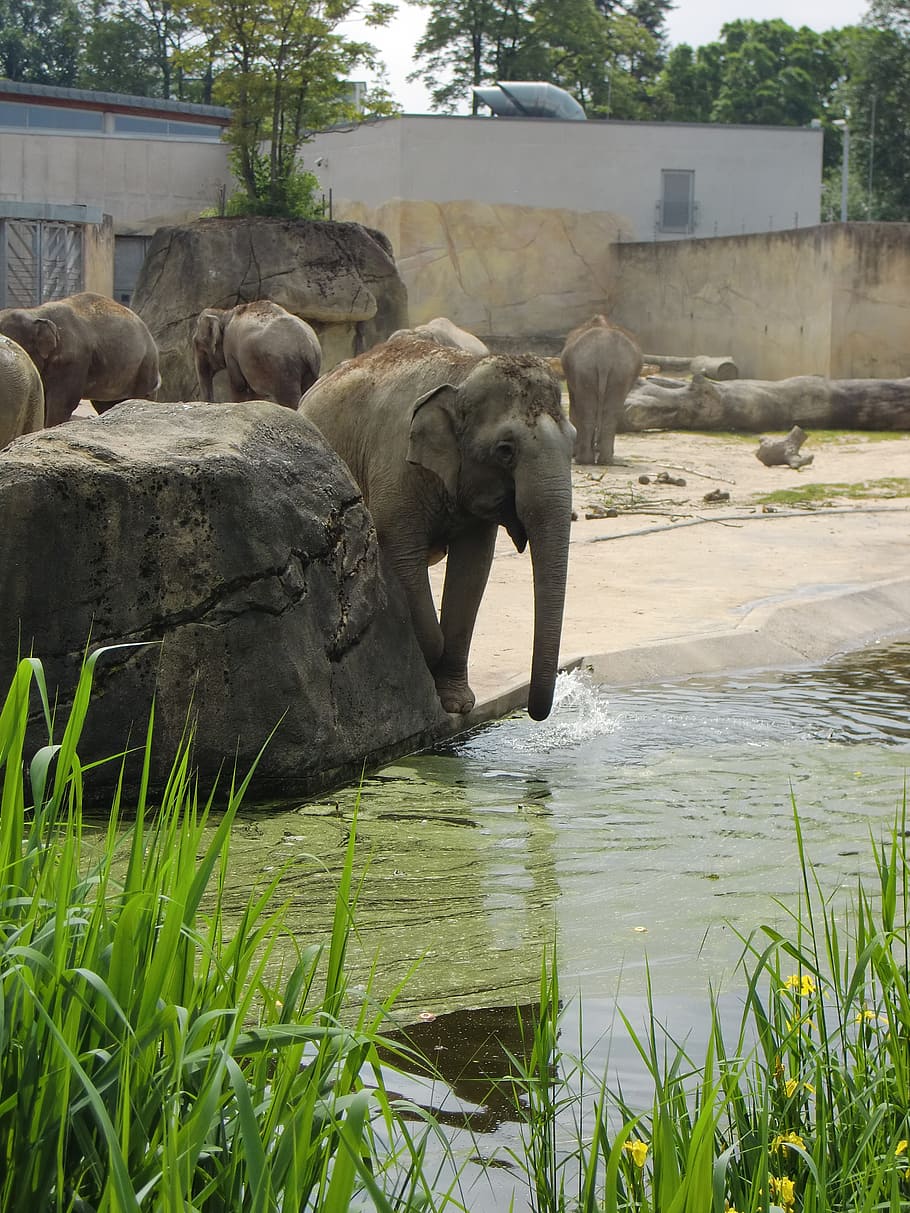 slon, slon rodina, dítě slona, zvířat, proboscis, pachyderm, savců