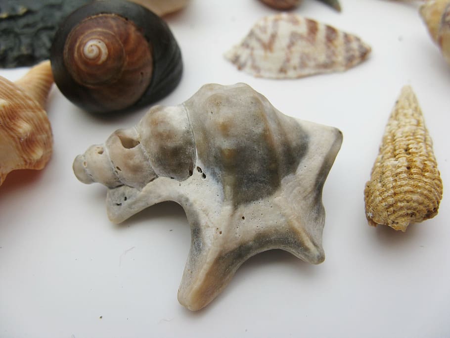 mušle, mořských plžů, meeresbewohner, makro, mořská zvířata, bydlení, perleť, vodní tvor, shell, živočišného světa, vodní šnek