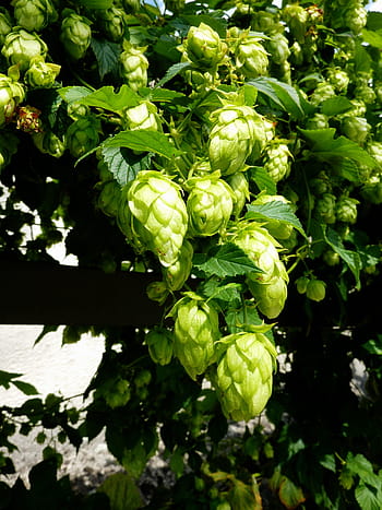 luppolo, birra, umbella, infuso, Hopfendolde, luppolo frutti, Hallertau, raccogliere, scalatore, Holledau, pianta