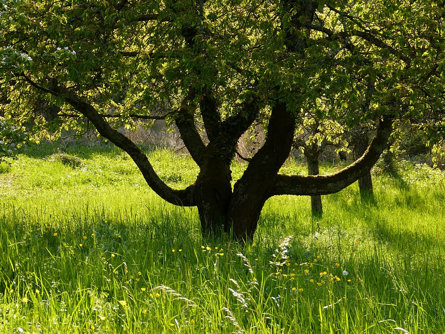 natura, paesaggio, albero, prato, verde, erba, all'aperto, estate, colore verde, stagione, pianta