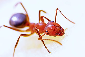 fourmi de feu, photographie rapprochée, fourmi, macro, insecte, rouge, la nature, antenne, animal, faune, petit