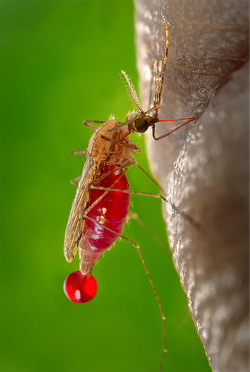 closeup, albino mosquito, Mosquito, Sucking, Blood, Malaria, parasite, disease, female, biting, bite
