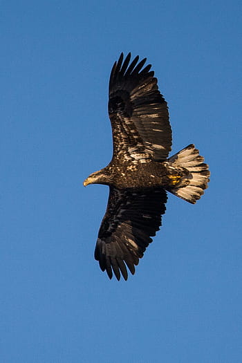black, white, bald, eagle, bald eagle, immature, soaring, raptor, flying, symbol, wings