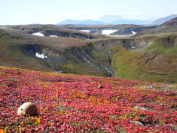 hory, sopka, houby, tundra, podzim, silnice, krajina, Příroda, noha, kamchatka, Otevřený prostor