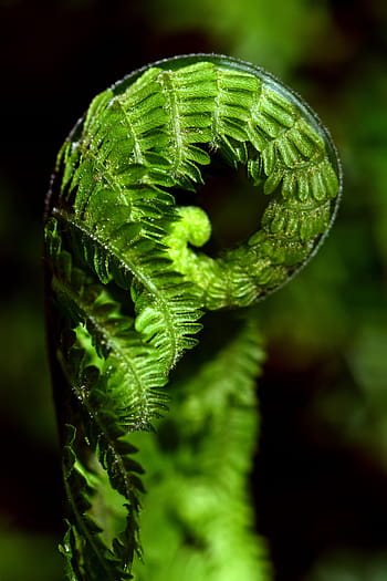 selettivo, fotografia a fuoco, verde, felce, giorno, vicino, pianta, foresta, natura, le foglie, primavera