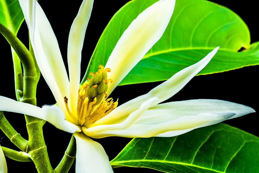 michelia champaca, fiorire, fioritura, bianca, giallo, ramo, le foglie, magnolia champaca, albero del profumo di gioia, Champaka, champak