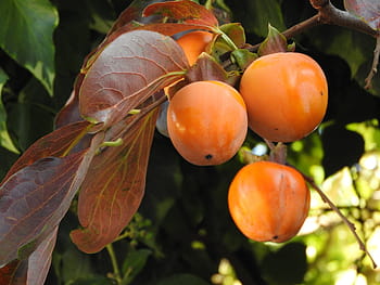 kaki, tree, fruit, italy, fruits, orange