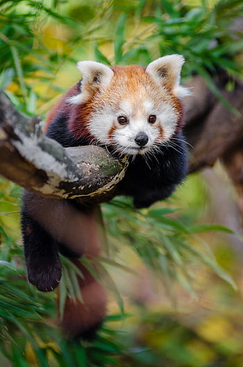 Red Panda, panda, hanging, tree, branch