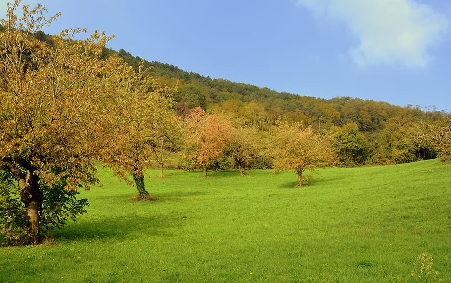 prato, stromy, zelená, Příroda, hora, krajina