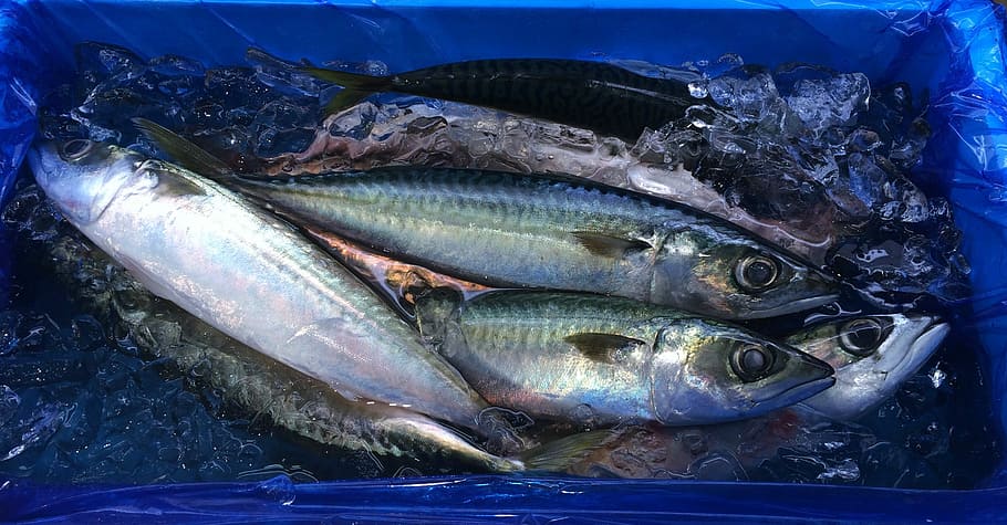 pesce, blu ghiaccio, seiyu ltd, ghiaccio, blu, vivente, supermercato, pesce fresco, Dipartimento, Heisei-cho, Yokosuka