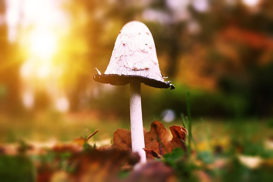 selektivní, zaostřovací fotografie, bílý, houba, zlatý, hodina, coprinus comatus, schopf comatus, podzim, list, listy