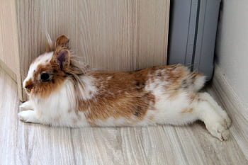 lion rabbit, slovakia, fluffy rabbit, pet rabbit, indoor rabbit, brown and white rabbit, cute rabbit, domestic rabbit, small rabbit, animal photography, pet photography