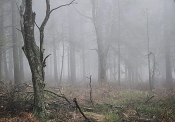 zvadlý, lesních stromů, pokryté, mlha, podzim, les, Příroda, rostlina, atmosféra, nálada, podzimní světlo