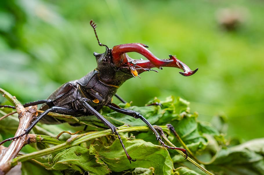 černý a červený brouk, hmyz, Roháč obecný, makro fotografie, Příroda, volně žijících živočichů, detail, venkovní, zelené pozadí, entomologie, přirozené prostředí