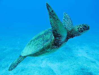 black, brown, turtle, black and brown, hawaii, eco tour, tortoise, one animal, underwater, sea, undersea