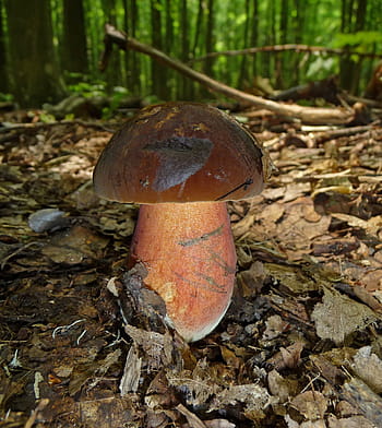 streghe suillus, fiocchi, gambo, streghe, Suillus, fungo, scaglie gambo streghe suillus, fungo della foresta, fungo di pino, schusterpilz, fungo di tuono