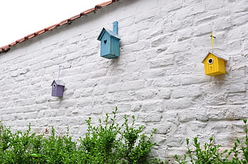 triangular composition, birdhouse, buxus