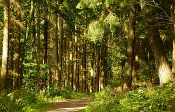 green, tree forest photography, daytime, forest, forest path, trees, light, plenty of natural light, morgenstimmung, aesthetic, walk