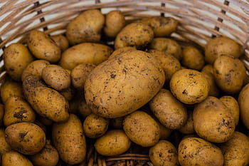 brambor, brambory, zelenina, jídlo, sklizeň, čerstvý, zdravý, zemědělství, zeleniny, Příroda, organický
