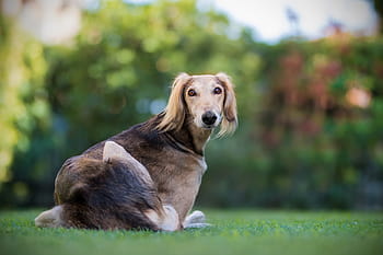 azawakh, liggande, gräs, hund, sällskapsdjur, husdjur, saluki, hårig, natur, vinthund, den persiska vinthunden