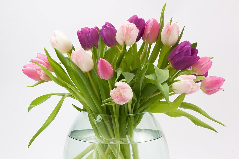 purple, white, tulips, clear, glass vase, tulip, tulip bouquet, spring flower, bouquet, schnittblume, flower