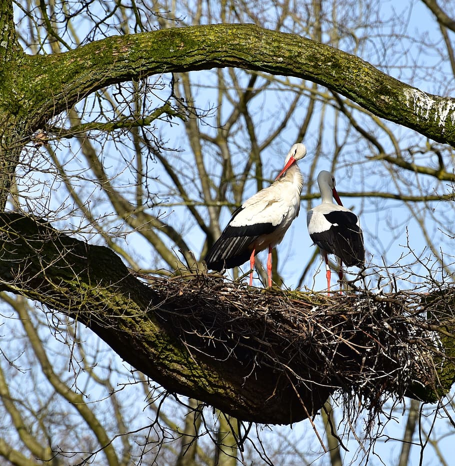 stork, sky, black white, bill, rattle stork, white stork, nature, pride, feather, large beak, adebar