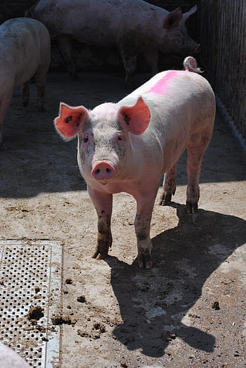 maiale, seminare, allevamento, bestiame, allevamento suino, ritratto animale, maialino, temi animali, colore rosa, animale