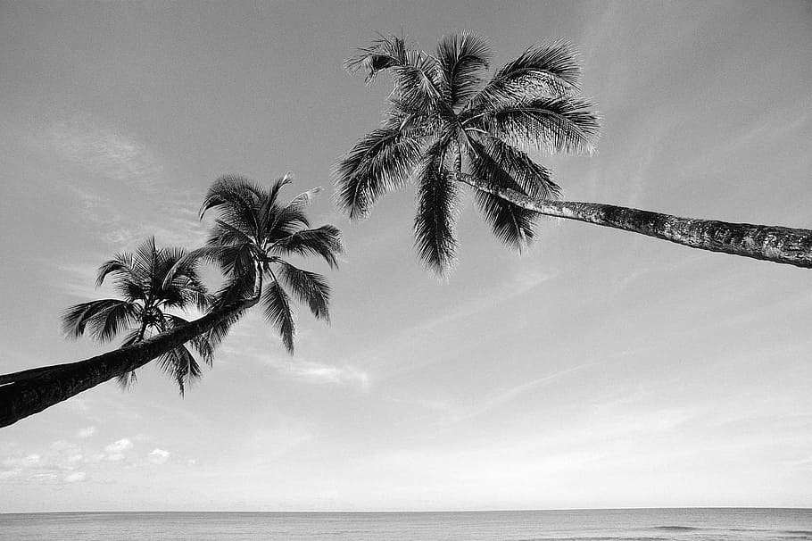 Palm Tree, Sea, Black And White, the sea, tree, sky, scenics