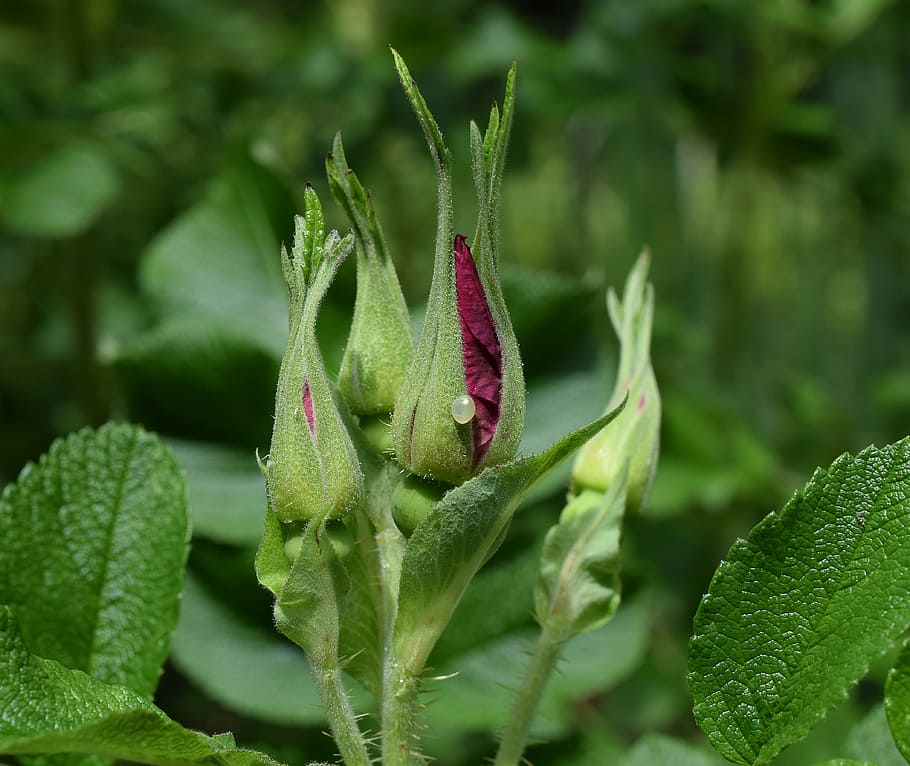Egg, Rugosa Rose, rose buds with egg, insect egg, pearly, beautiful, flower, blossom, bloom, leaves, garden