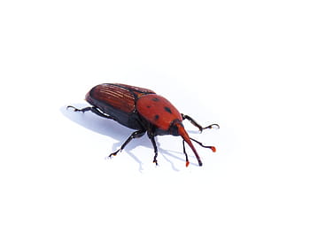 rhynchophorus ferrugineus, weevil, morrut, morrut of them palmeres, weevil beetle, plague, palms, insect, beetle, animal, nature