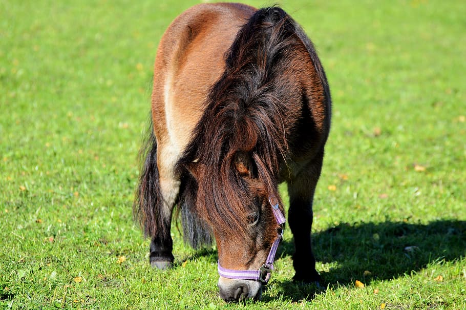 horse, pony, mane, brown, small horse breed, seahorses, cute, animal, small horse, pasture, graze