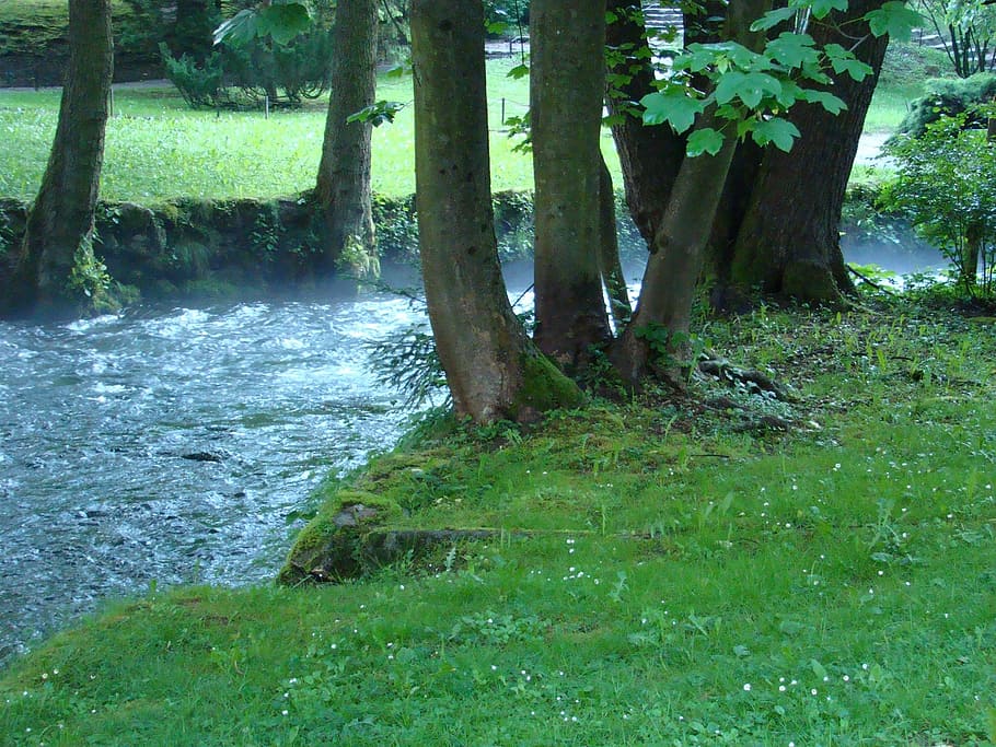 spring, stream, creek, brook, nature, tranquil, forest, tree, outdoors, landscape