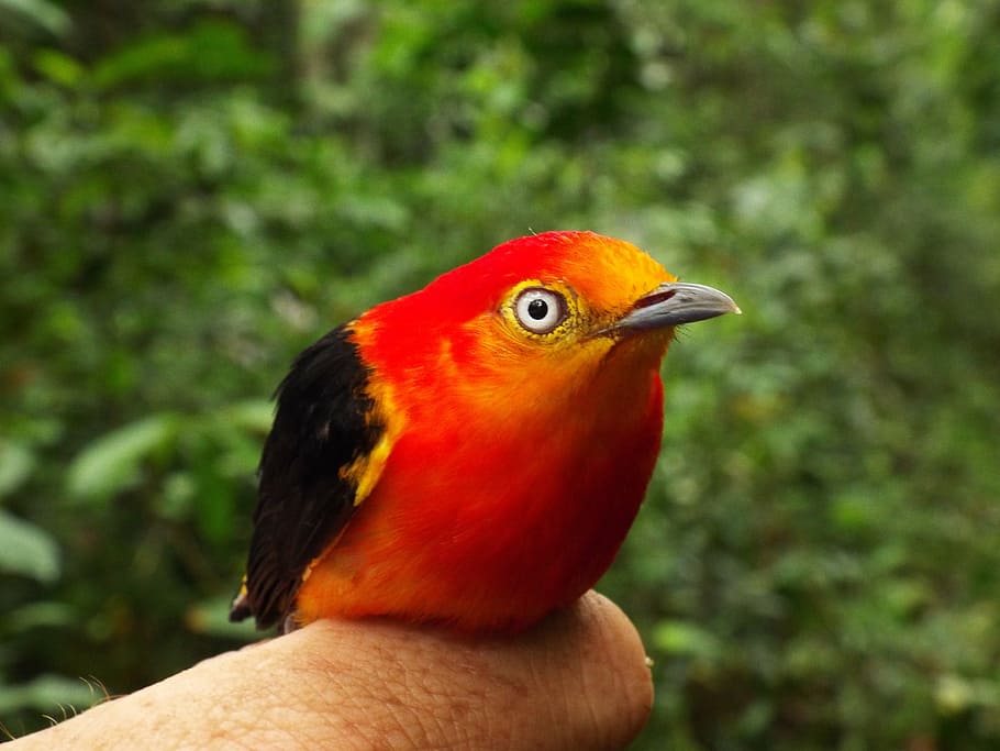 selective, focus photography, small, red, black, bird, pipra, birds, uirapuru, brazil, tocantins