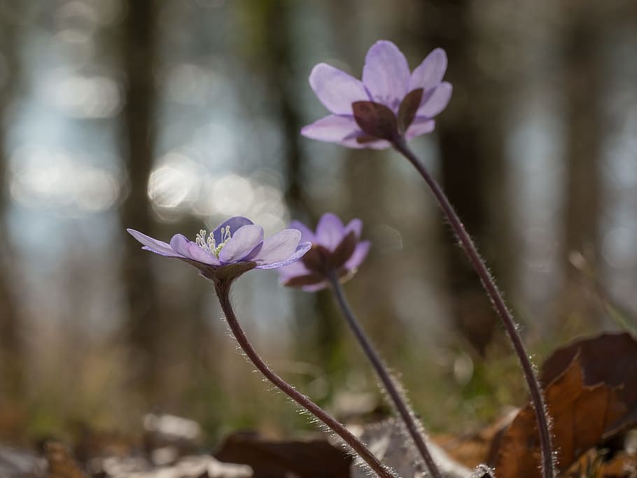 hepatica, ดอกตับ, ดอกไม้, leberbluemli, ฤดูใบไม้ผลิ, มีนาคม, ความผิดพลาดในช่วงต้น, แสงด้านหลัง, auenwald, ประกวดราคา, ปุย