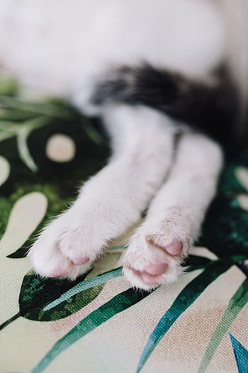 kursi, bersantai, membelai, hewan, imut, kucing, kucing putih, sedang tidur, manis, tidur sebentar, kelucuan