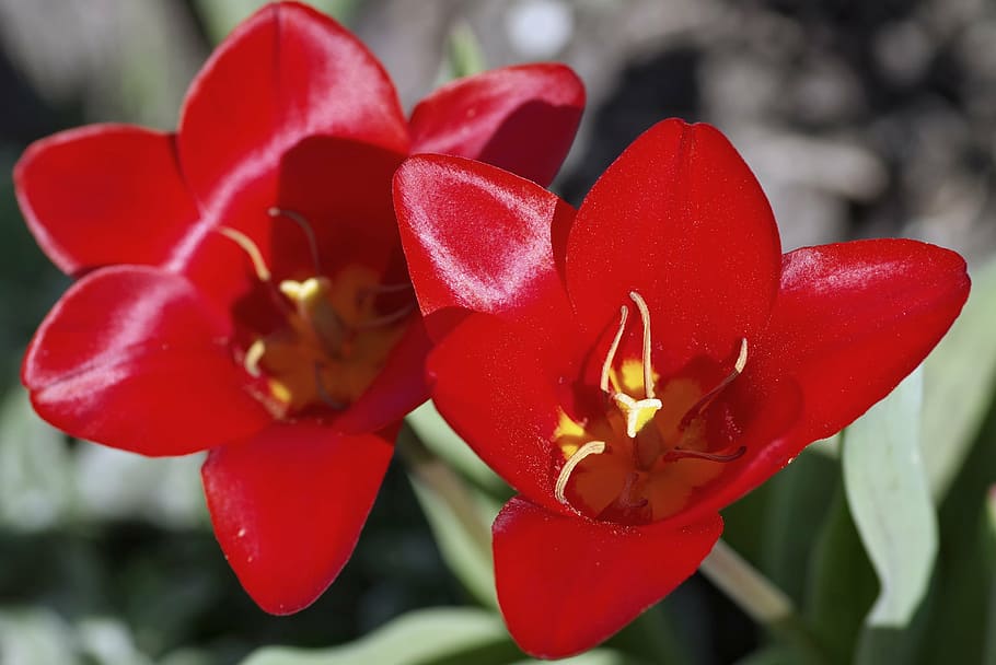 tulip, red, the interior of the, stamens, yellow, shiny, the petals, jagged tulip, cup, spring, rabatka