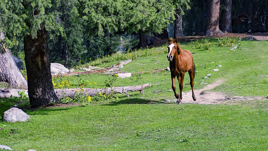 horse, animal, nature, pasture, equine, equestrian, portrait, farm, mane, mare, white