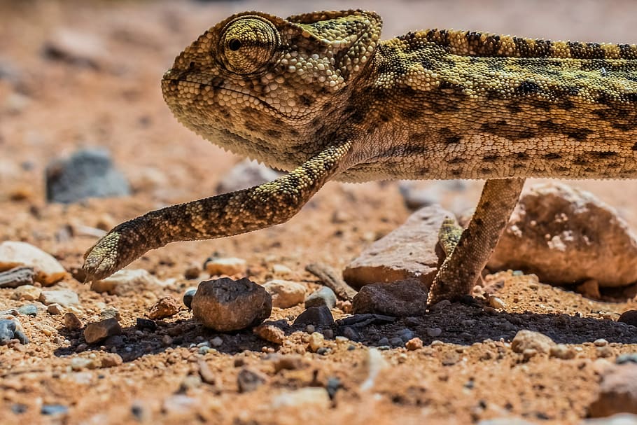 chameleón, Příroda, plaz, volně žijících živočichů, zvíře, divoký, ještěrka, exotický, stvoření, fauna, oko