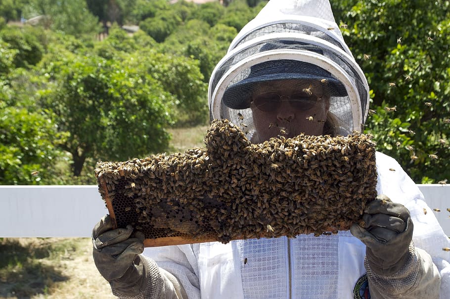 man, holding, honey beehive, Honey, Honeybee, Jar, Bee, Insects, honey jar, bees, insect