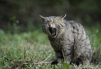 stříbrná kočka, travnaté hřiště, divoká kočka, zvíře, Příroda, kočka, přírodní, zvířat, uši, oči, stvoření