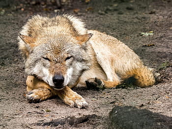 Marrone, bianca, lupo, addormentato, sabbia, incline, coyote, terra, animale, predatore, mammifero