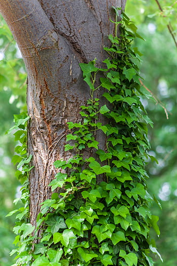 ivy growing on tree, ivy, tree, green leaves, bark, vibrant, leaves, nature, creeper, plant, ecology