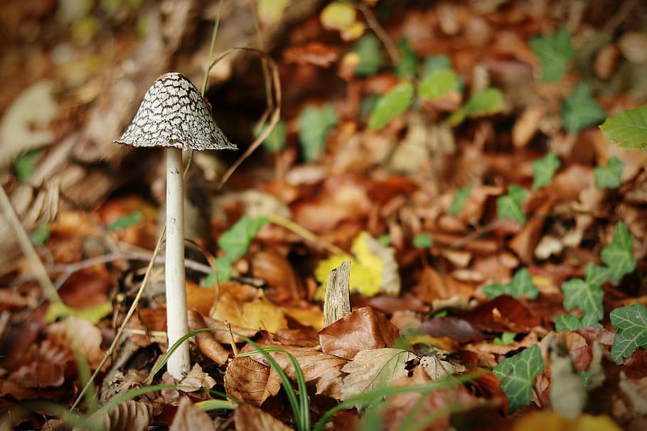 mushroom, autumn, rac, nature, season, leaf, toadstool, cap, grass, close up, forest