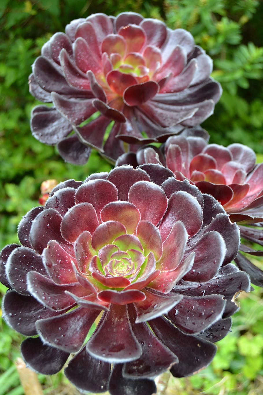 受け皿植物、 アエオニウム植物園、 花、 庭、 イギリス、 コーンウォール